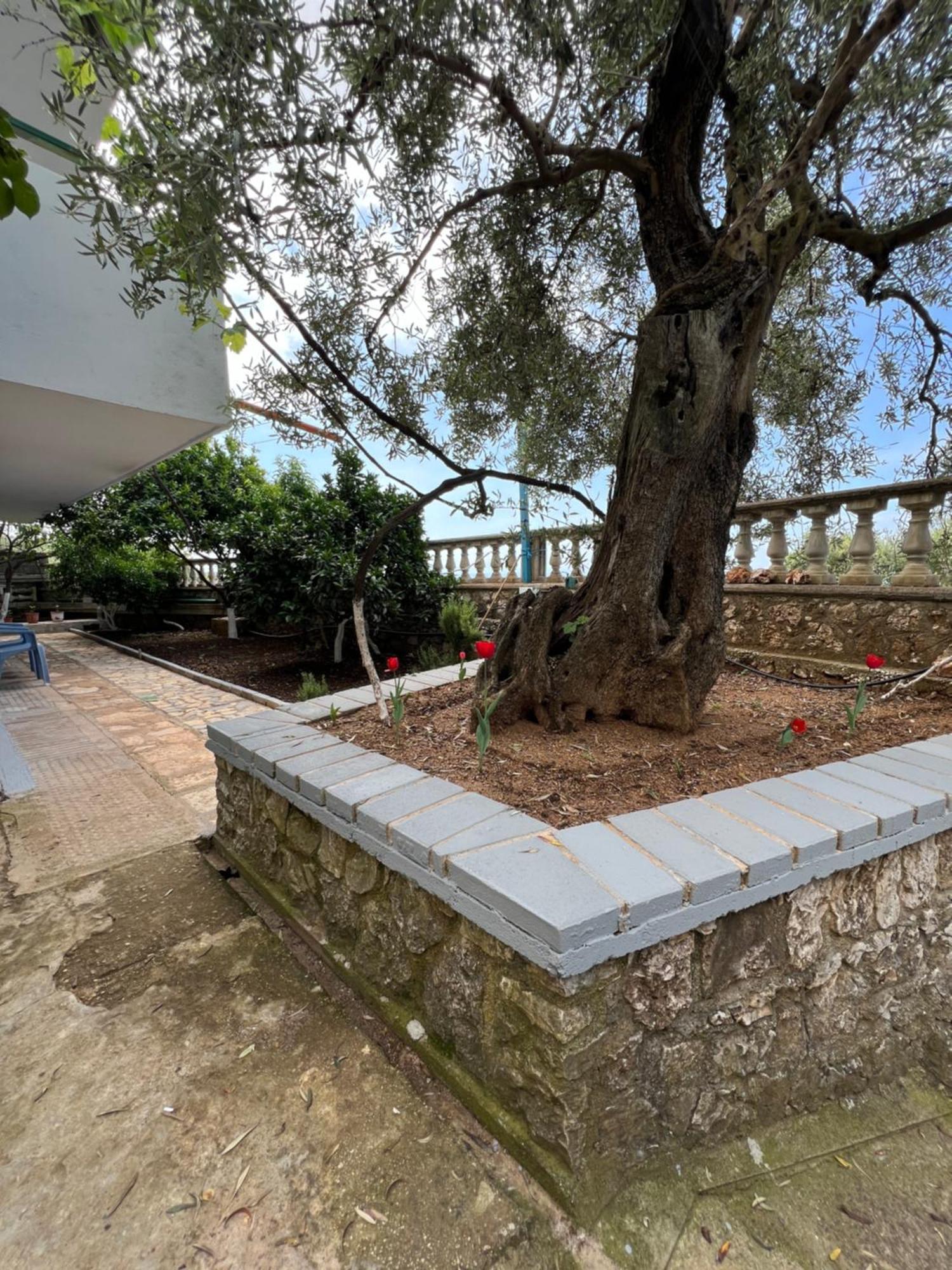 Petra Oliva Apartment Dhermi Bagian luar foto